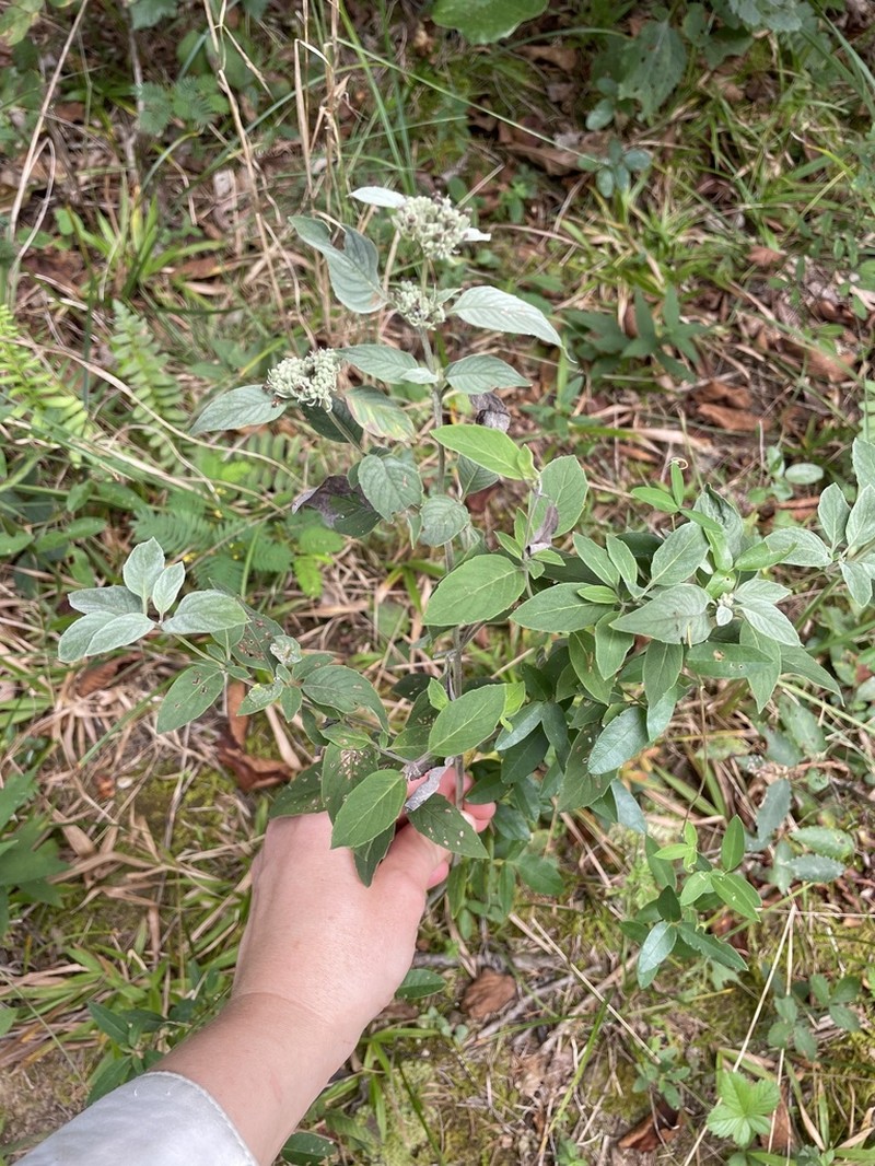 Stone Mountainmint photo 6