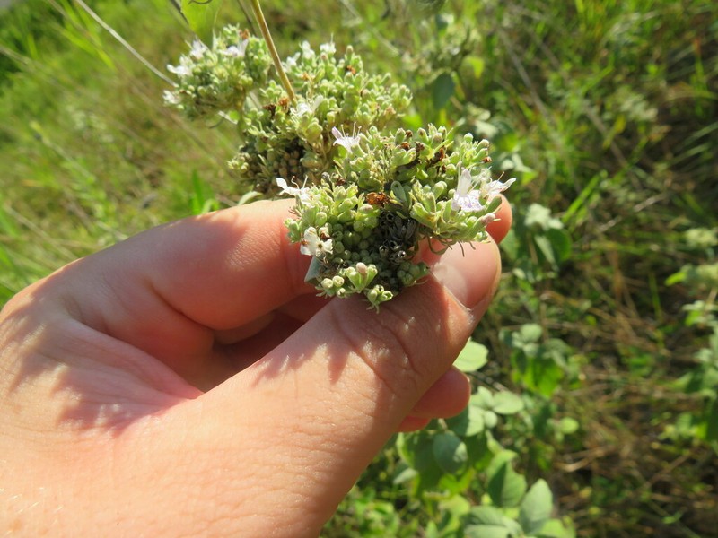 Stone Mountainmint photo 7