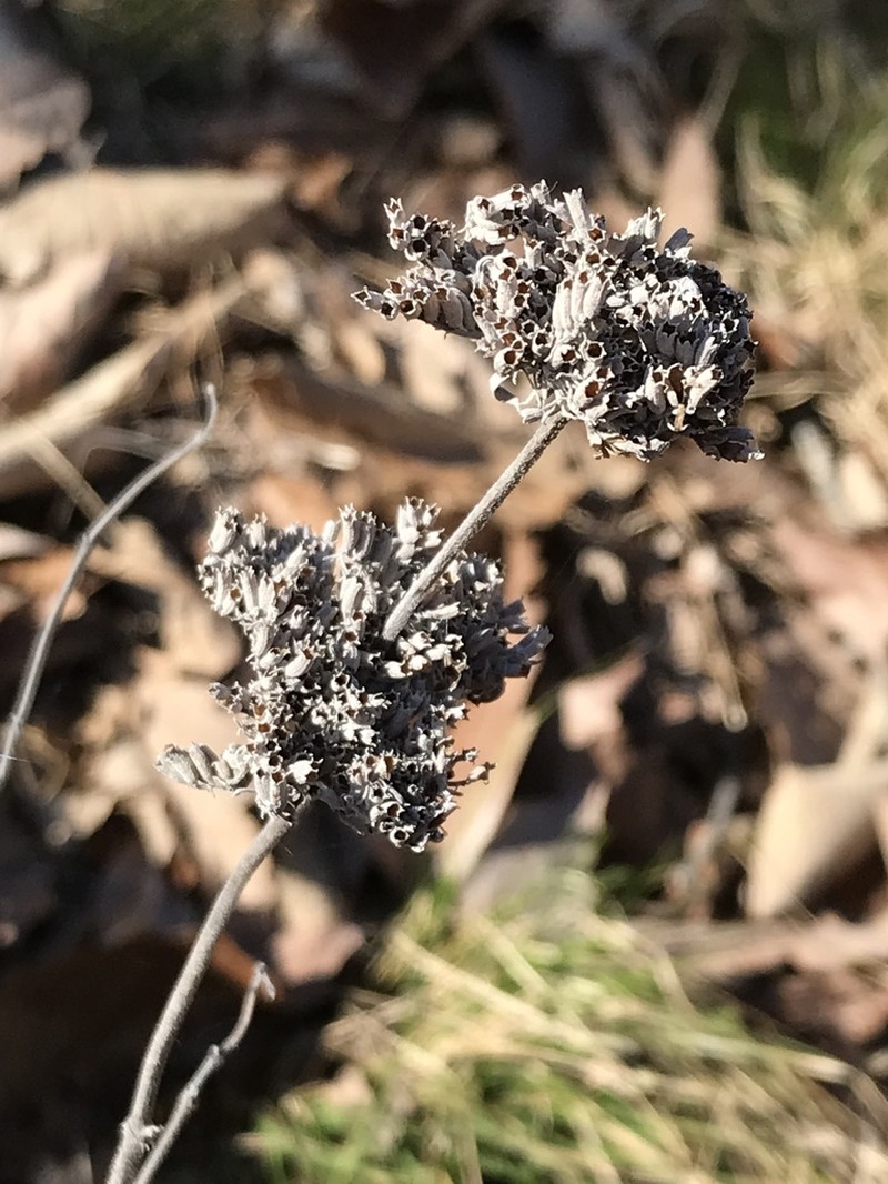 Stone Mountainmint photo 8