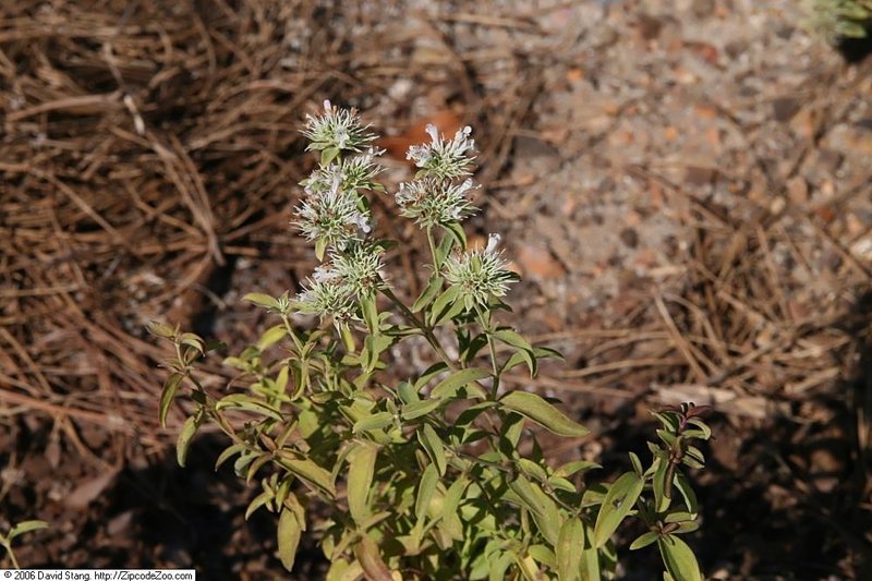Appalachian Mountainmint