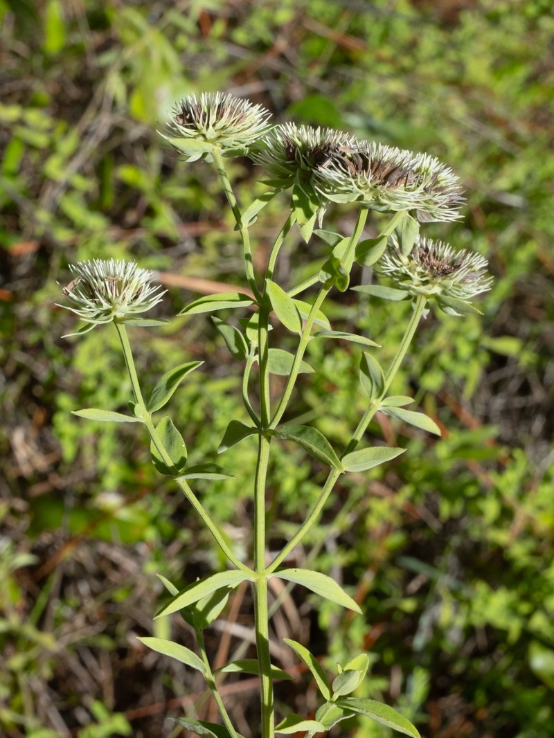 Appalachian Mountainmint