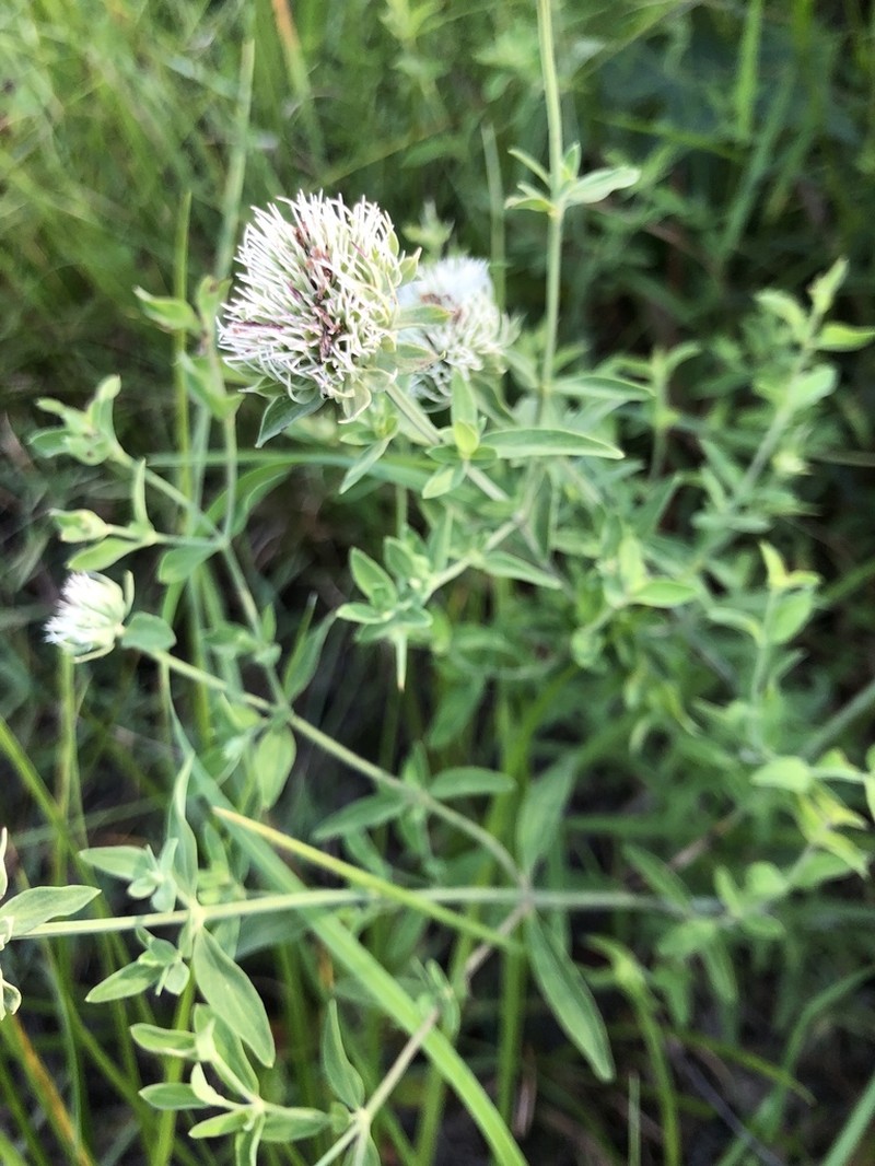 Appalachian Mountainmint photo 2