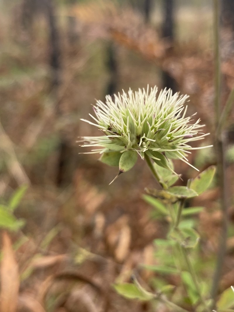 Appalachian Mountainmint photo 3