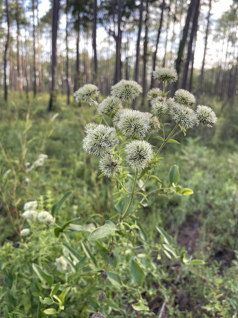 Appalachian Mountainmint photo 4