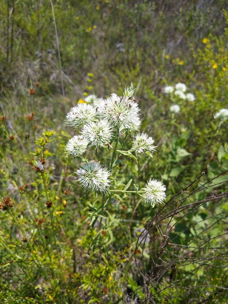 Appalachian Mountainmint photo 5