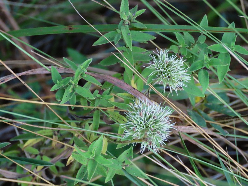 Appalachian Mountainmint photo 6