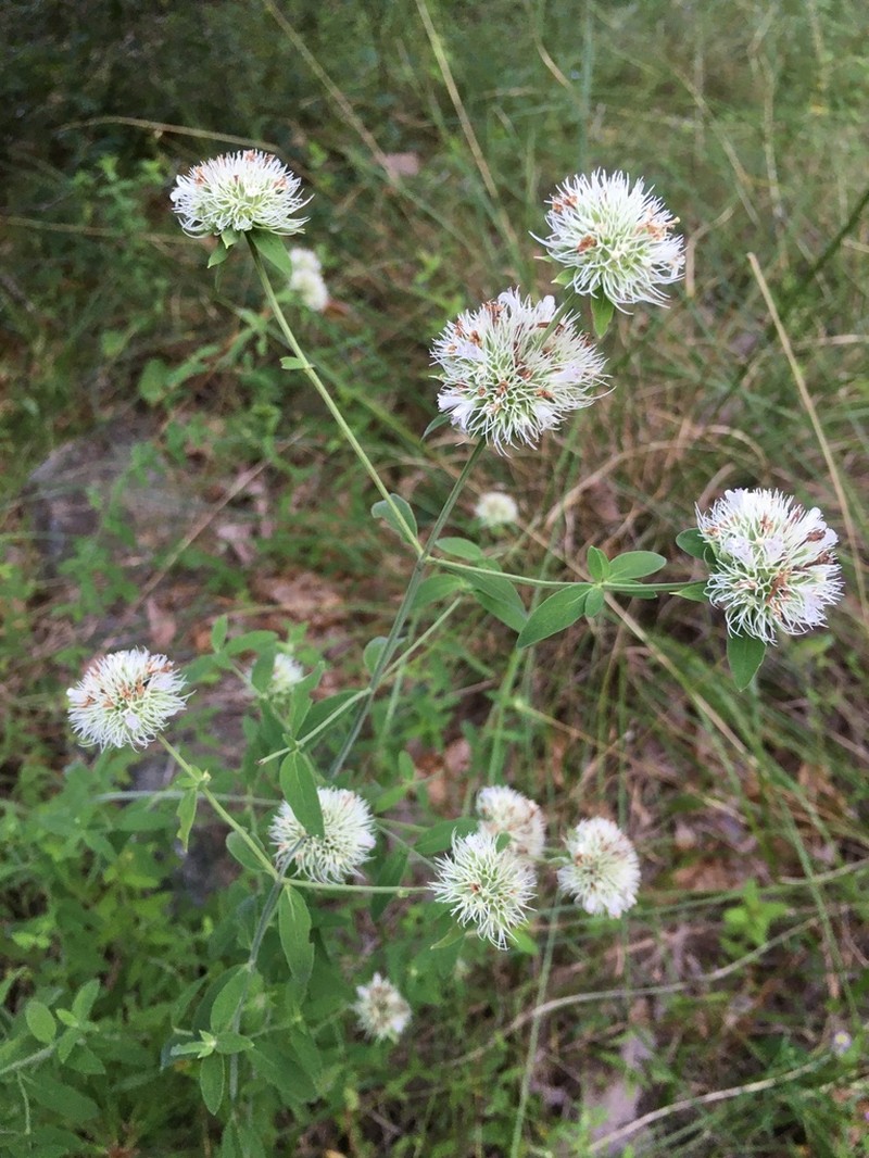 Appalachian Mountainmint photo 7
