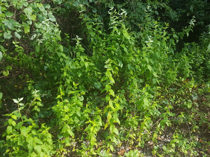 Florida Mountainmint