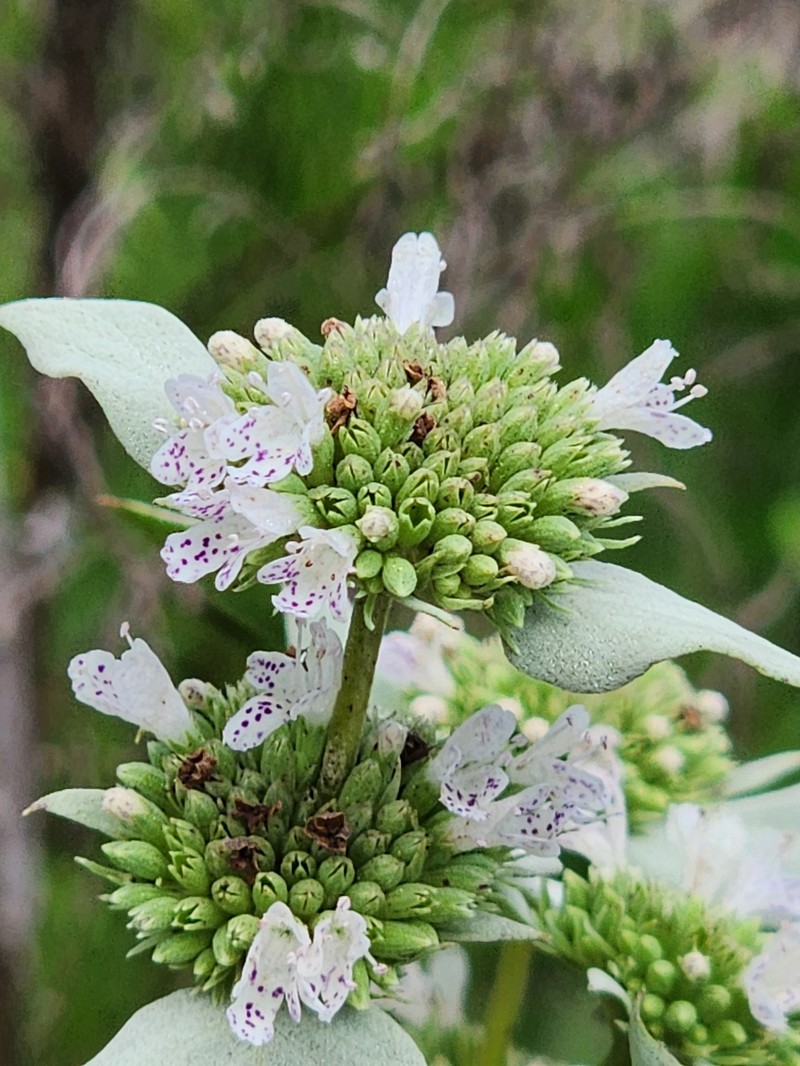 Florida Mountainmint