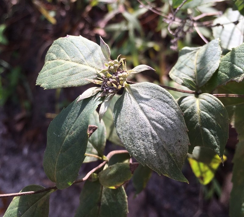 Florida Mountainmint photo 3