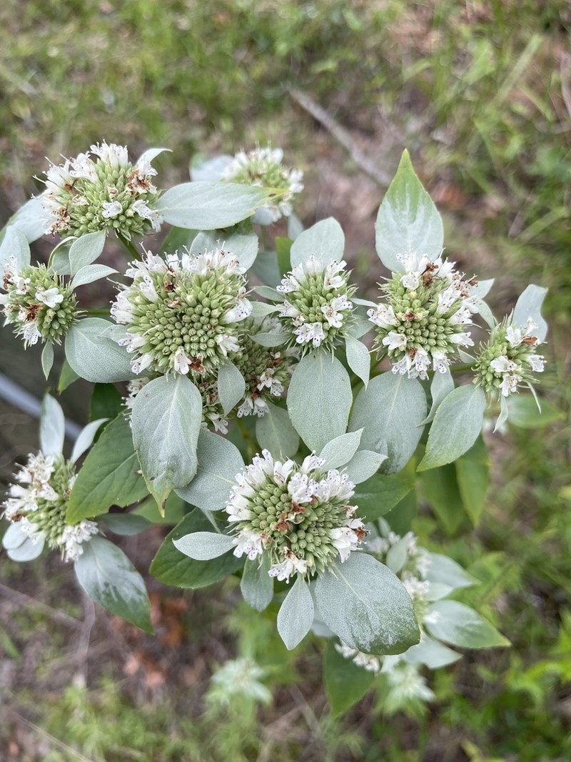 Florida Mountainmint photo 4