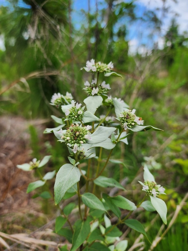 Florida Mountainmint photo 5