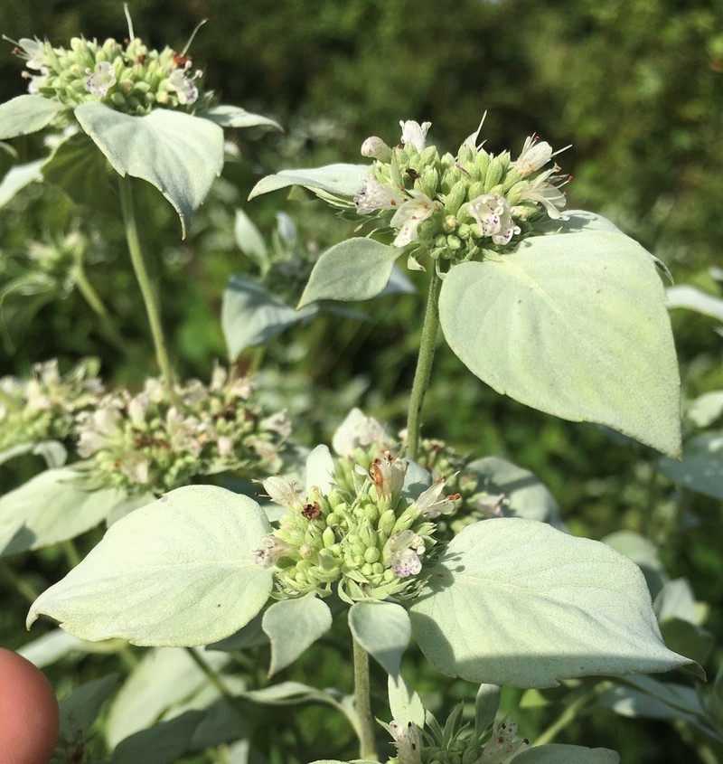 Florida Mountainmint photo 6