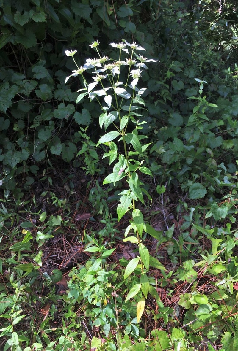 Florida Mountainmint photo 7