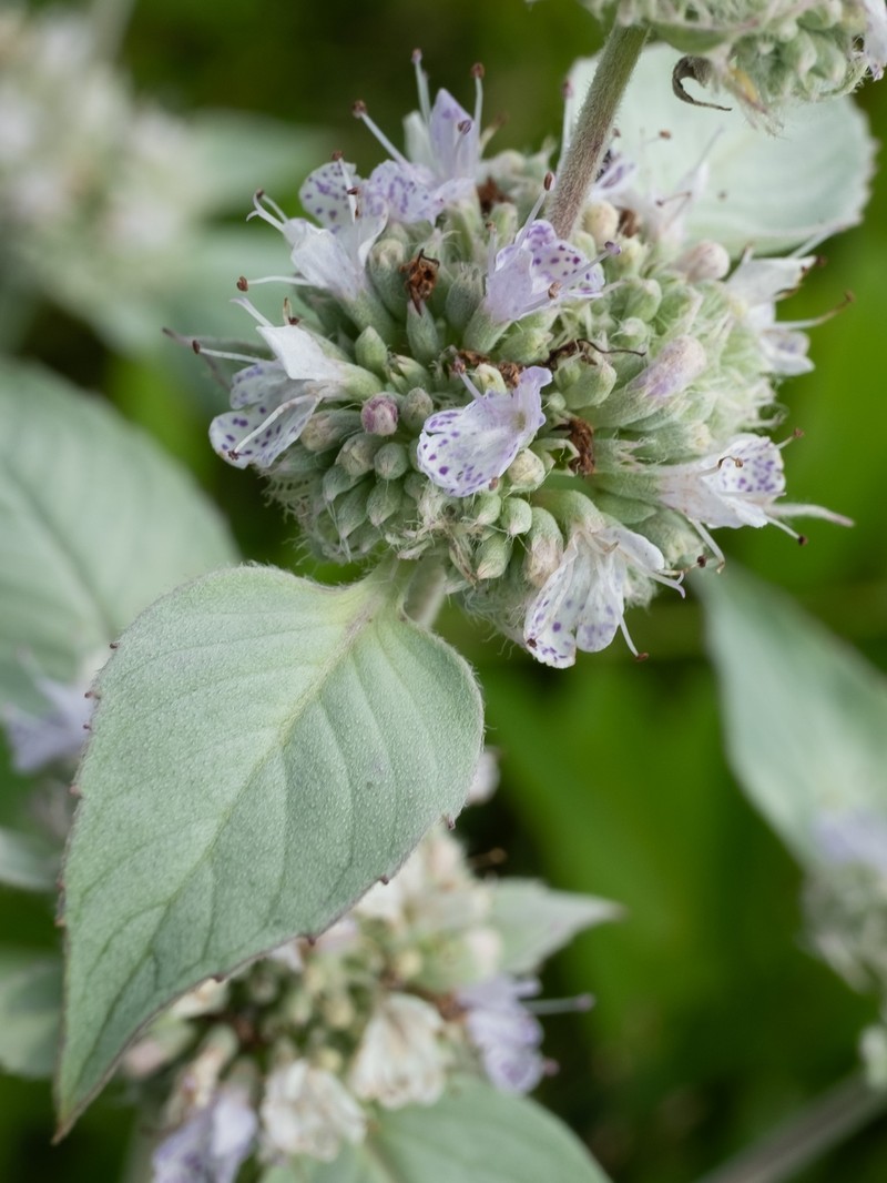 Hoary Mountainmint