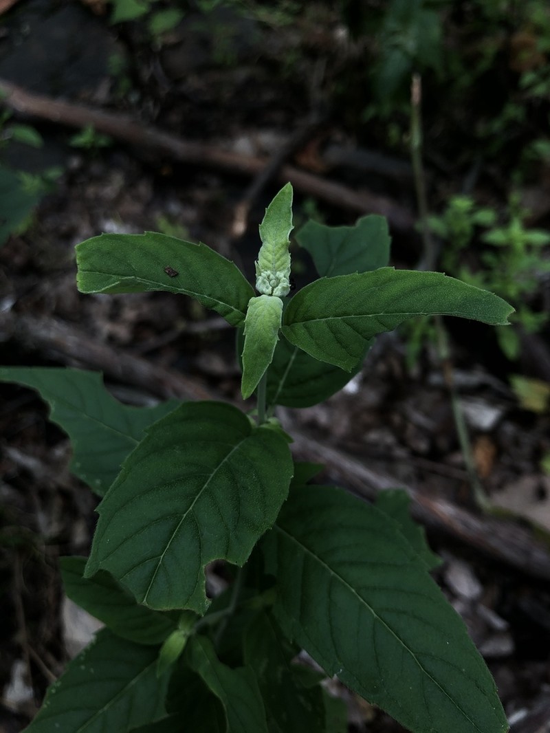 Hoary Mountainmint photo 2