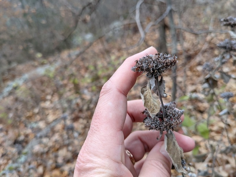 Hoary Mountainmint photo 3