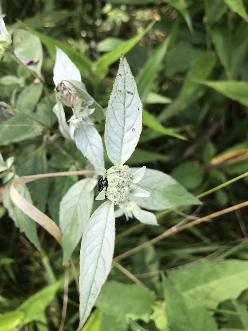 Hoary Mountainmint photo 4