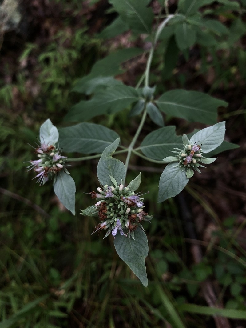 Hoary Mountainmint photo 5