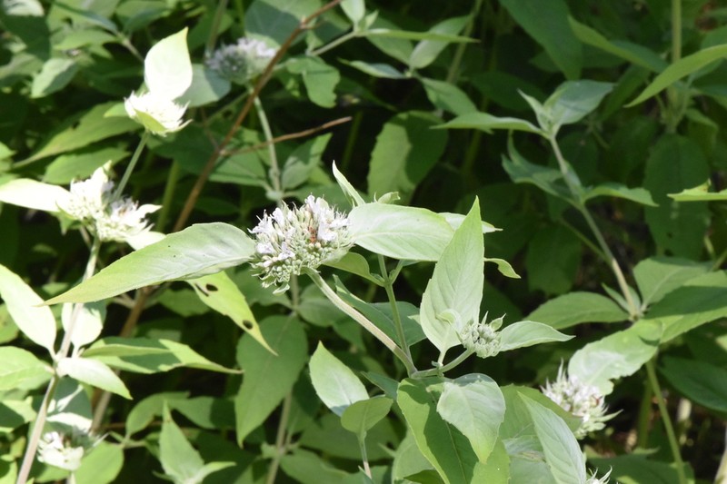 Hoary Mountainmint photo 6