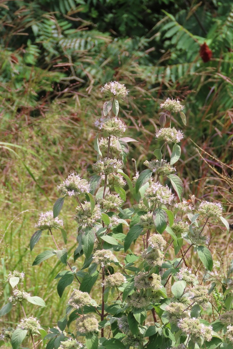 Hoary Mountainmint photo 7