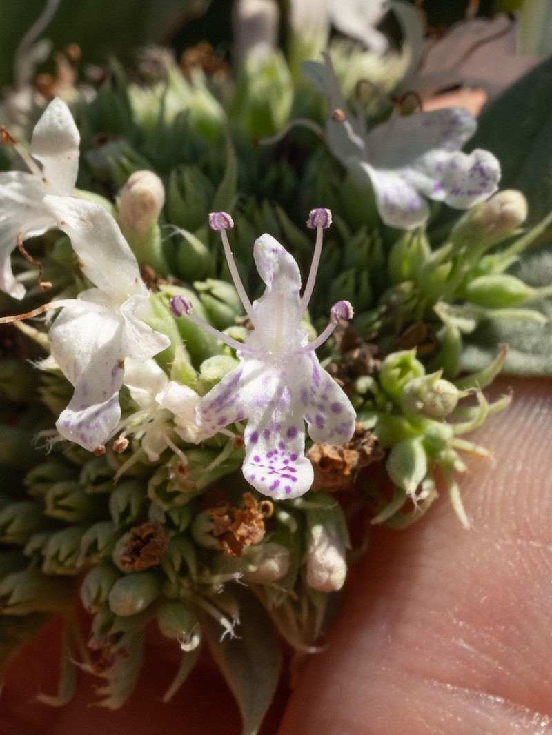 Pycnanthemum incanum var. incanum