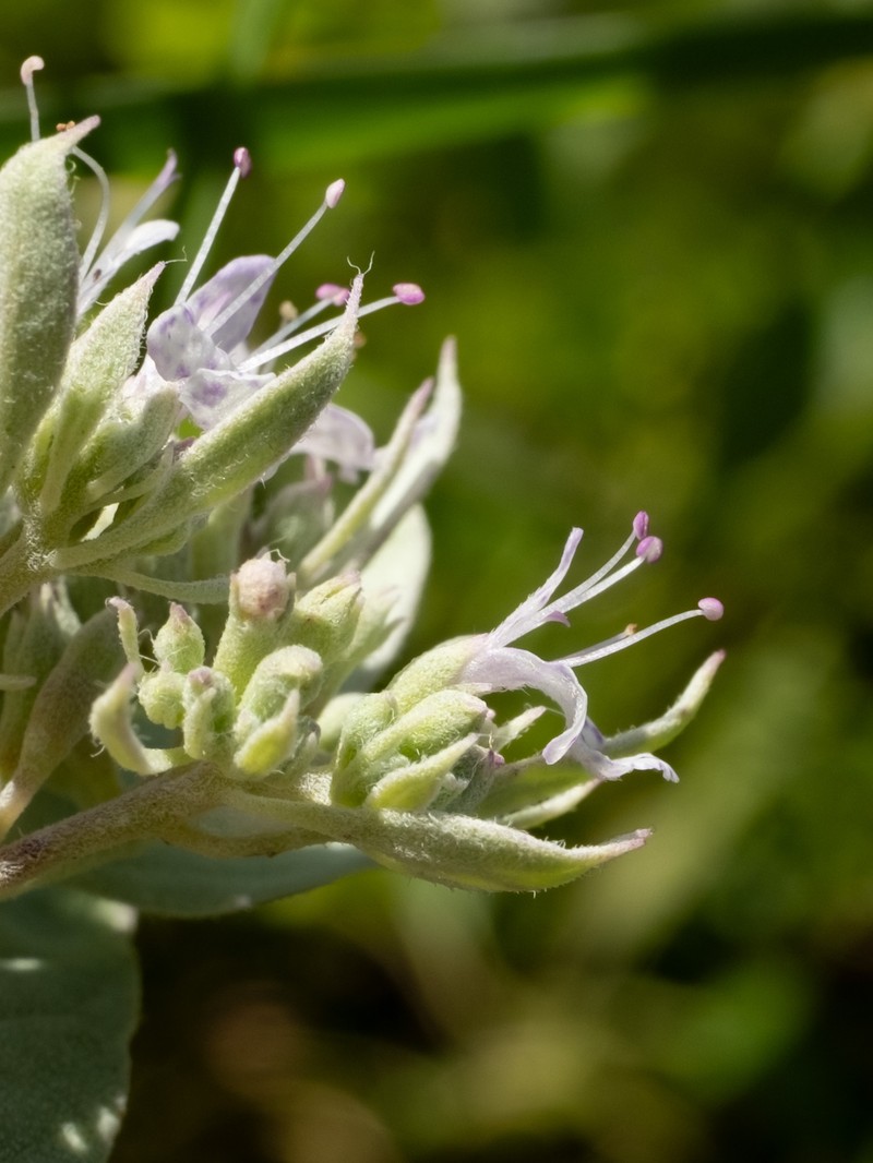 Pycnanthemum incanum var. incanum photo 2
