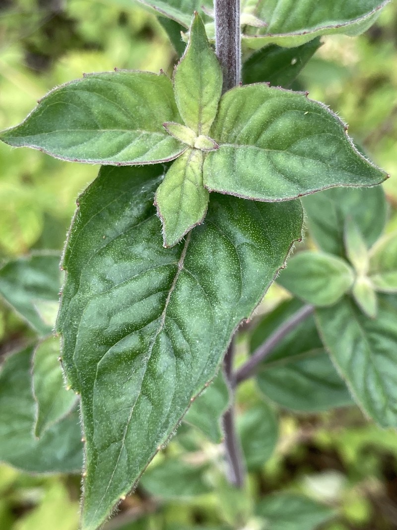 Pycnanthemum incanum var. incanum photo 3