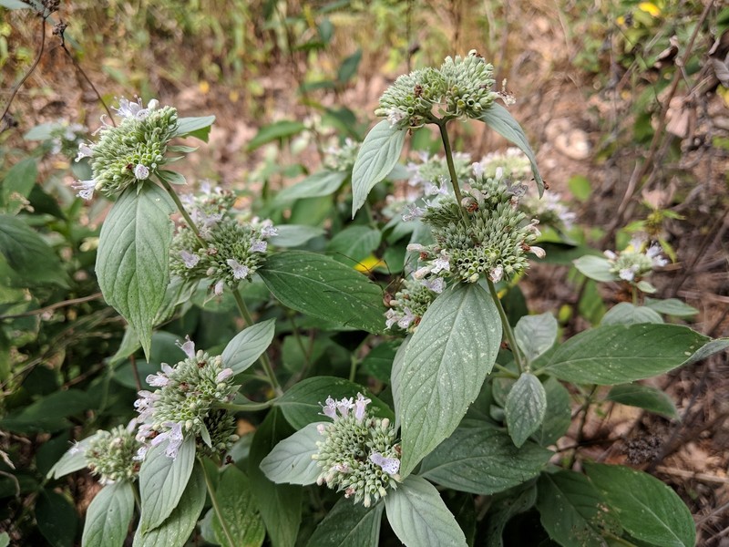 Pycnanthemum incanum var. incanum photo 4