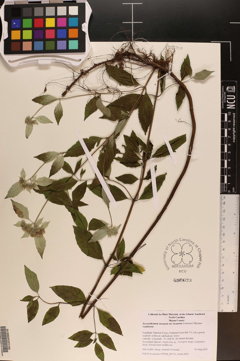 Pycnanthemum incanum var. incanum photo 5