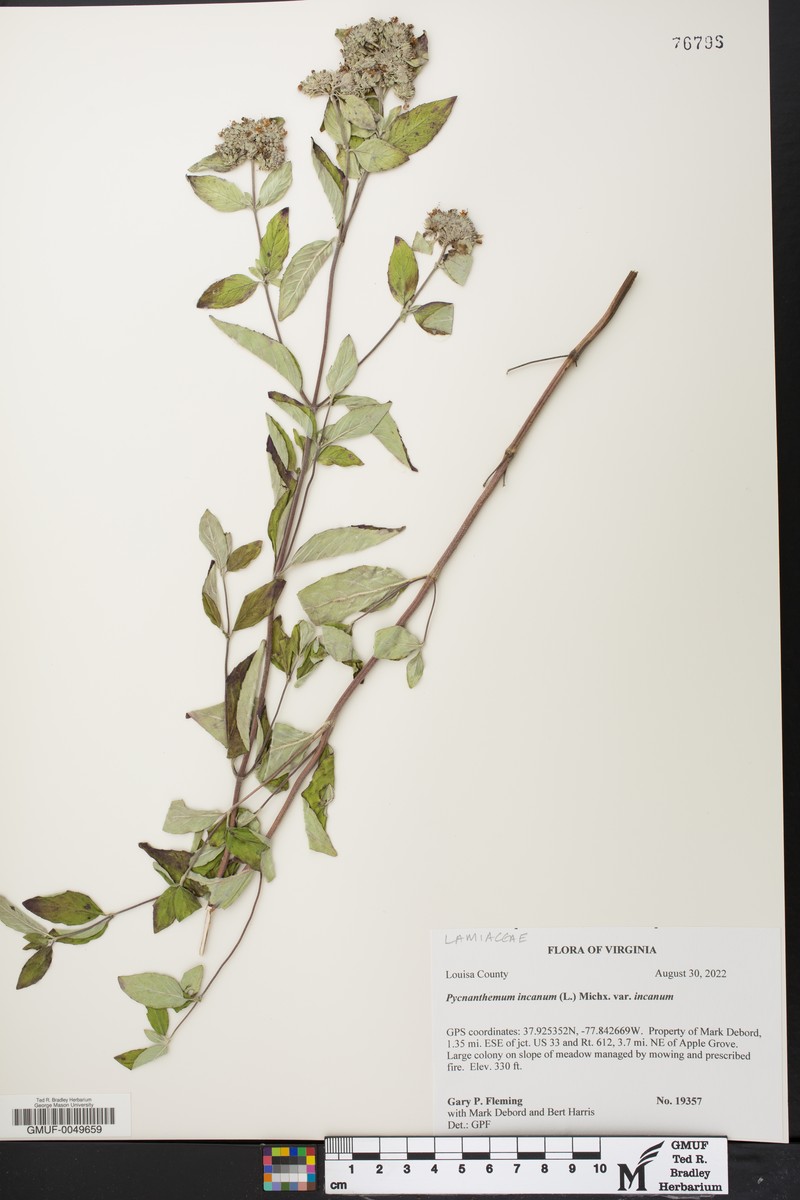 Pycnanthemum incanum var. incanum photo 6