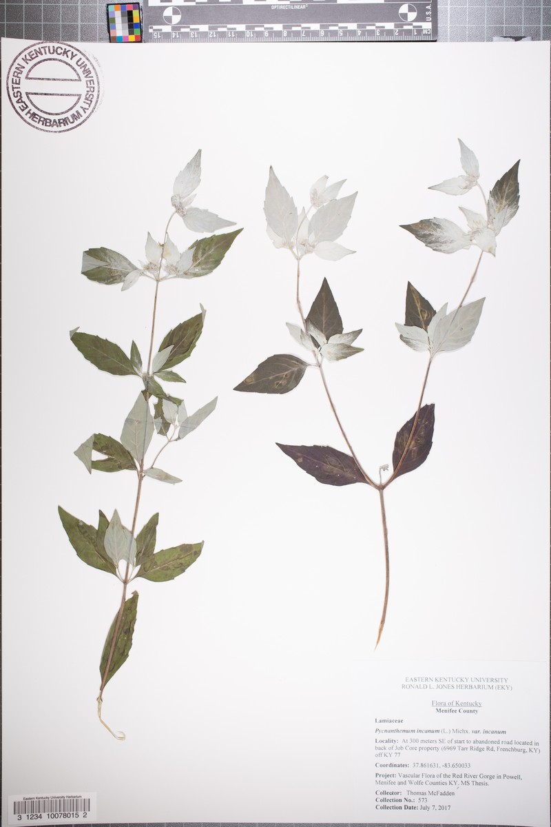 Pycnanthemum incanum var. incanum photo 7