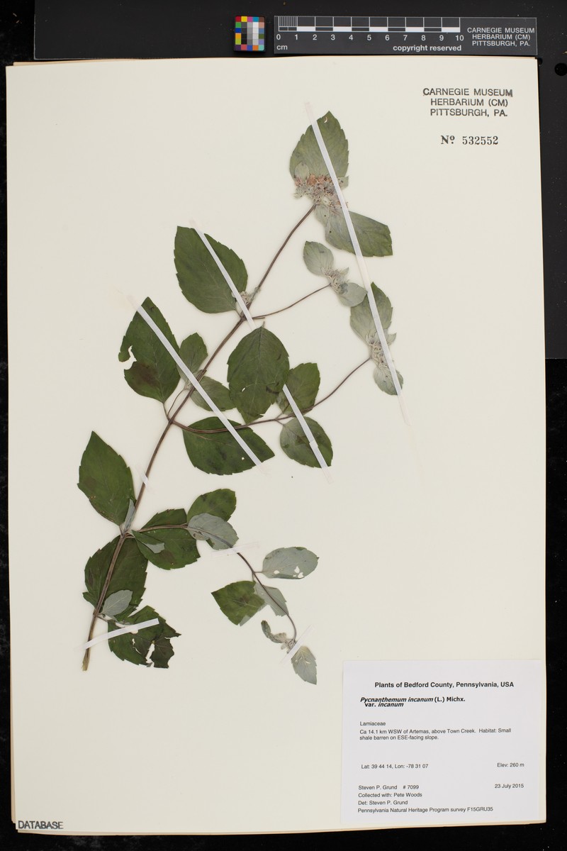 Pycnanthemum incanum var. incanum photo 8