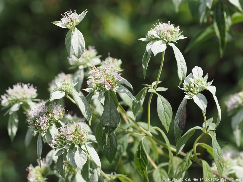 Pycnanthemum incanum var. puberulum