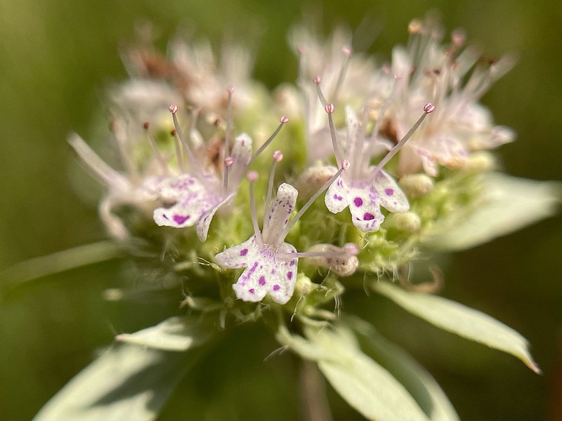 Pycnanthemum incanum var. puberulum photo 2