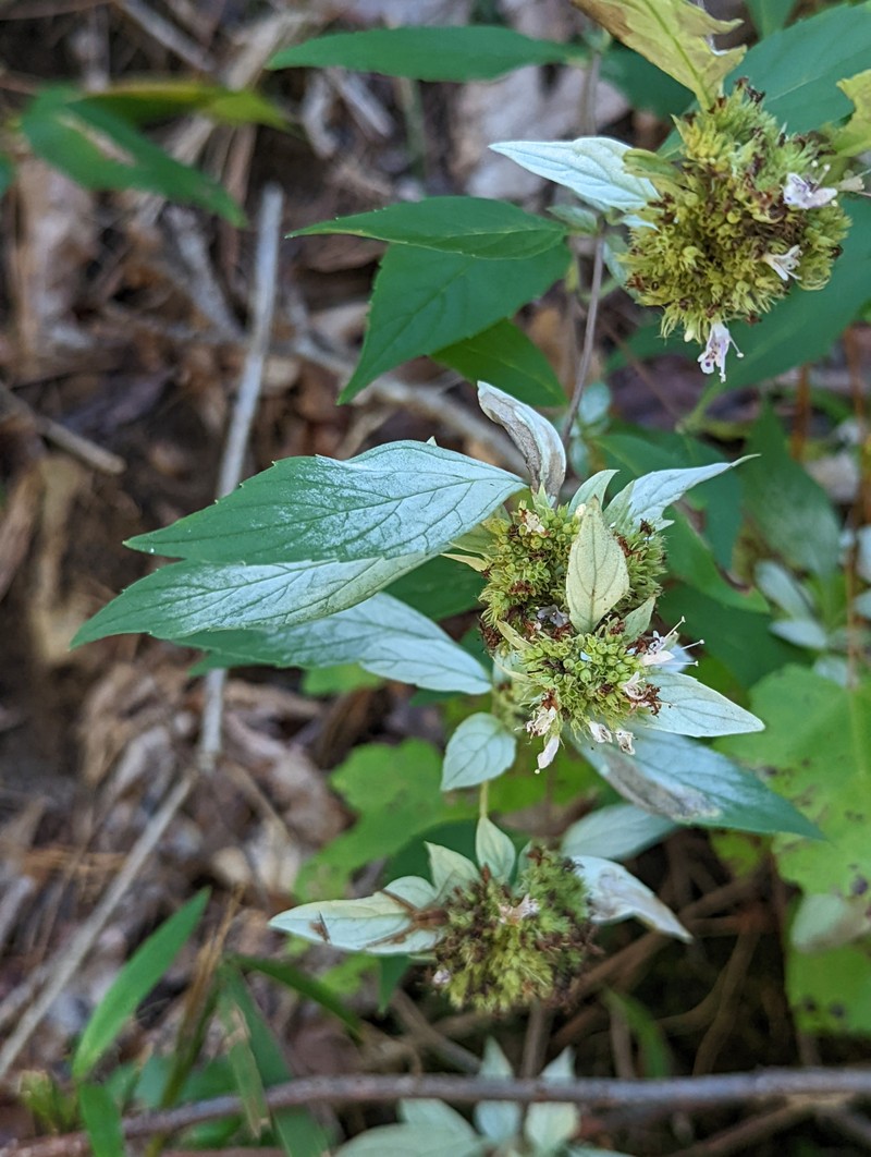 Pycnanthemum incanum var. puberulum photo 3