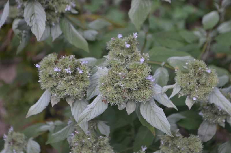 Pycnanthemum incanum var. puberulum photo 4