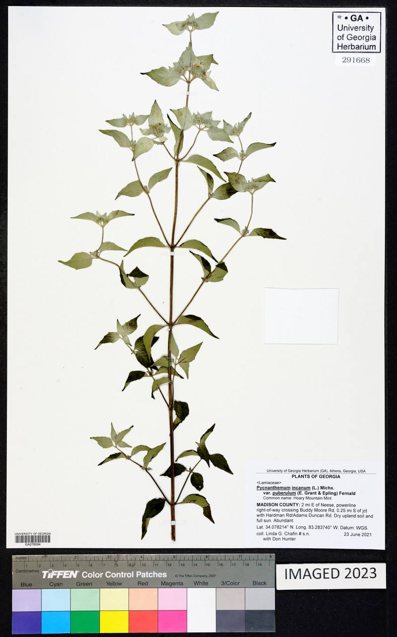 Pycnanthemum incanum var. puberulum photo 5