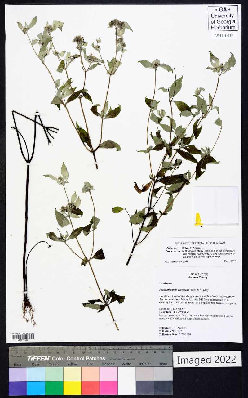 Pycnanthemum incanum var. puberulum photo 6