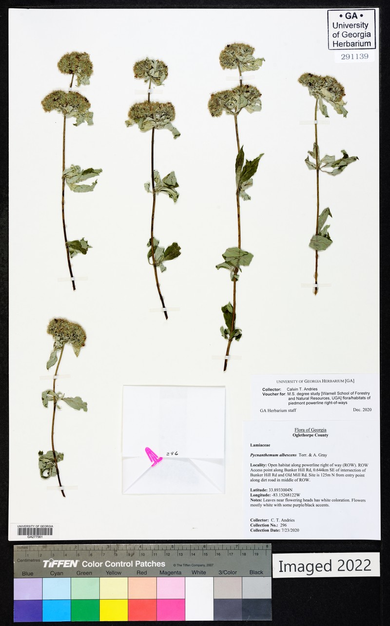 Pycnanthemum incanum var. puberulum photo 7