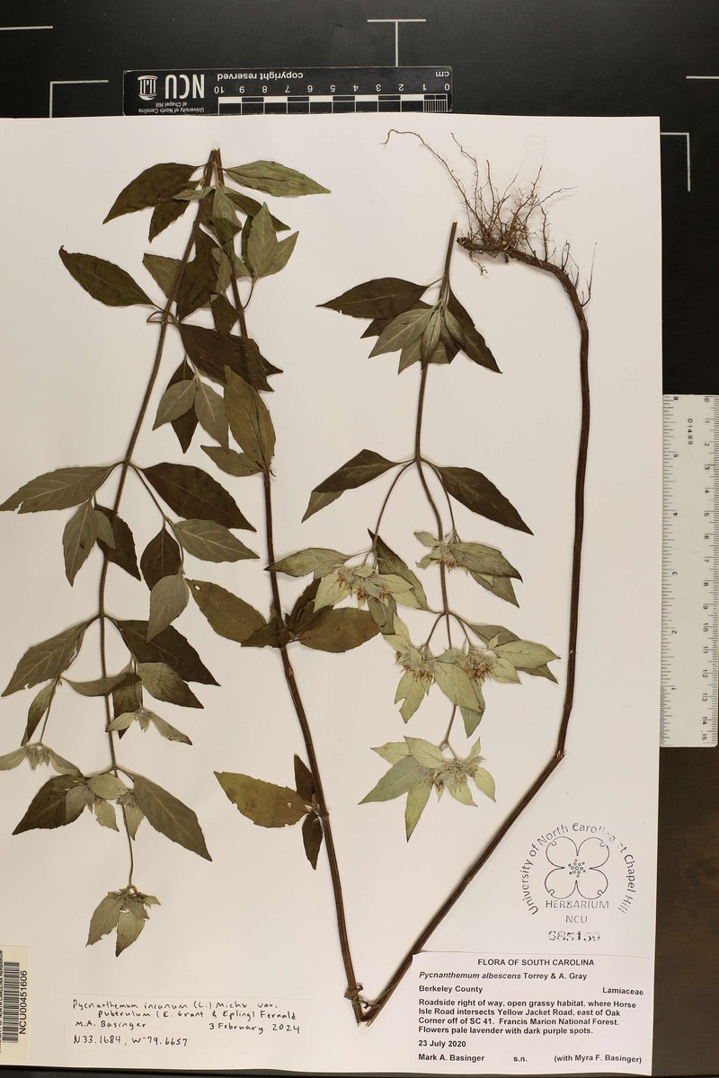 Pycnanthemum incanum var. puberulum photo 8