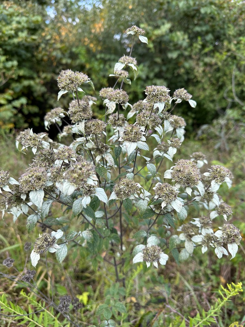 Loomis' Mountainmint