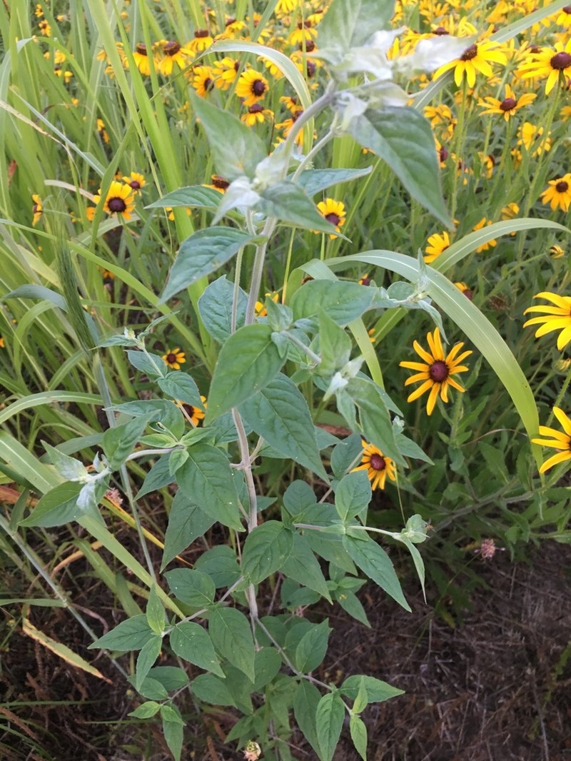 Loomis' Mountainmint photo 2