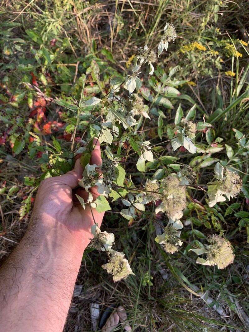 Loomis' Mountainmint photo 3