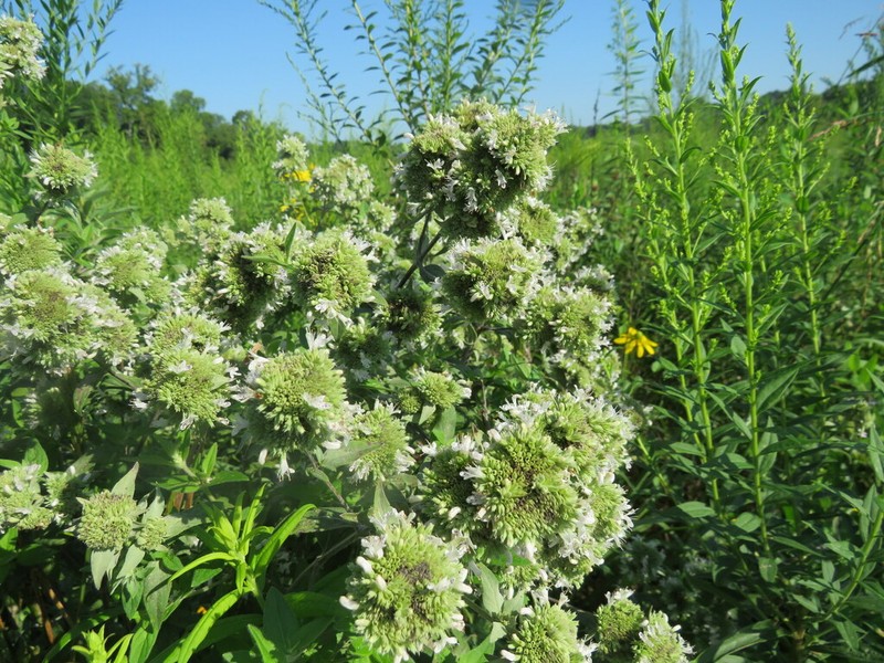 Loomis' Mountainmint photo 5