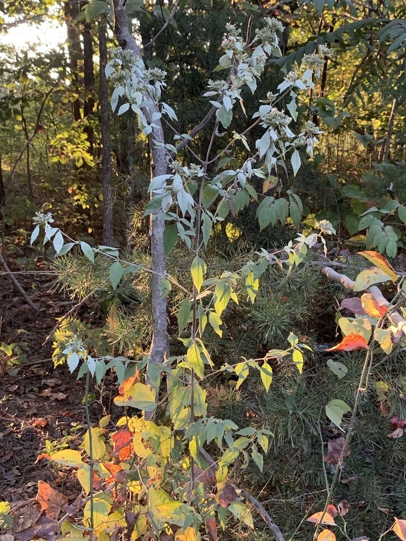 Loomis' Mountainmint photo 6