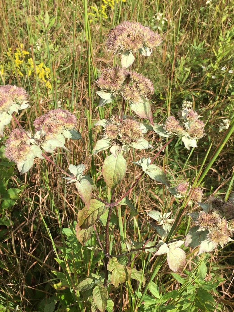 Loomis' Mountainmint photo 7