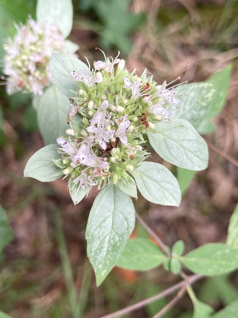 Loomis' Mountainmint photo 8