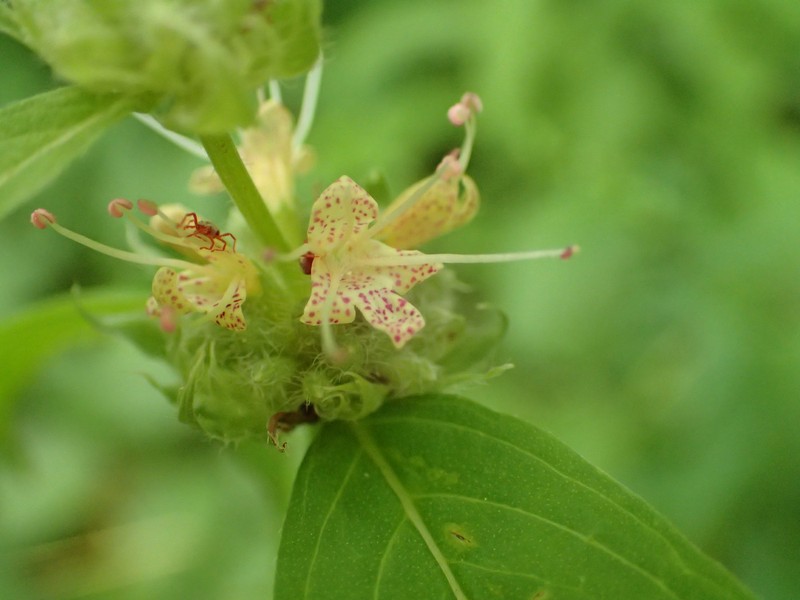 Thinleaf Mountainmint
