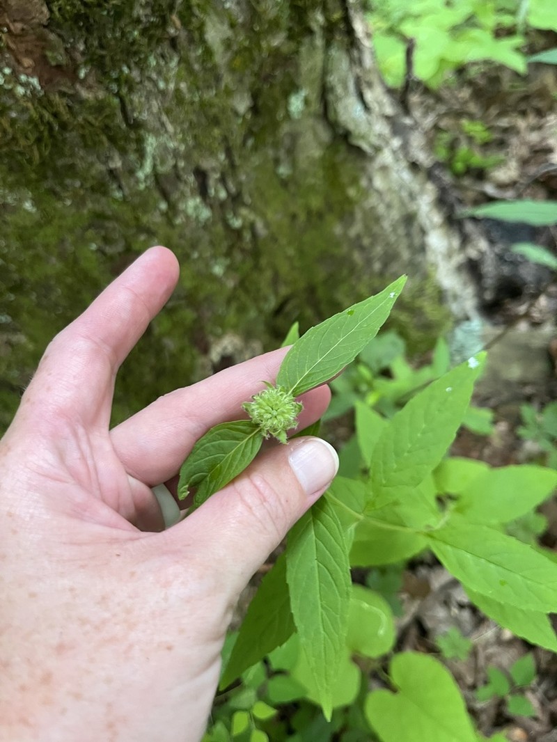 Thinleaf Mountainmint photo 2